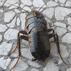 Blatta Orientale, scarafaggio nero.