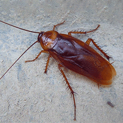 Periplaneta Americana, scarafaggio rosso.